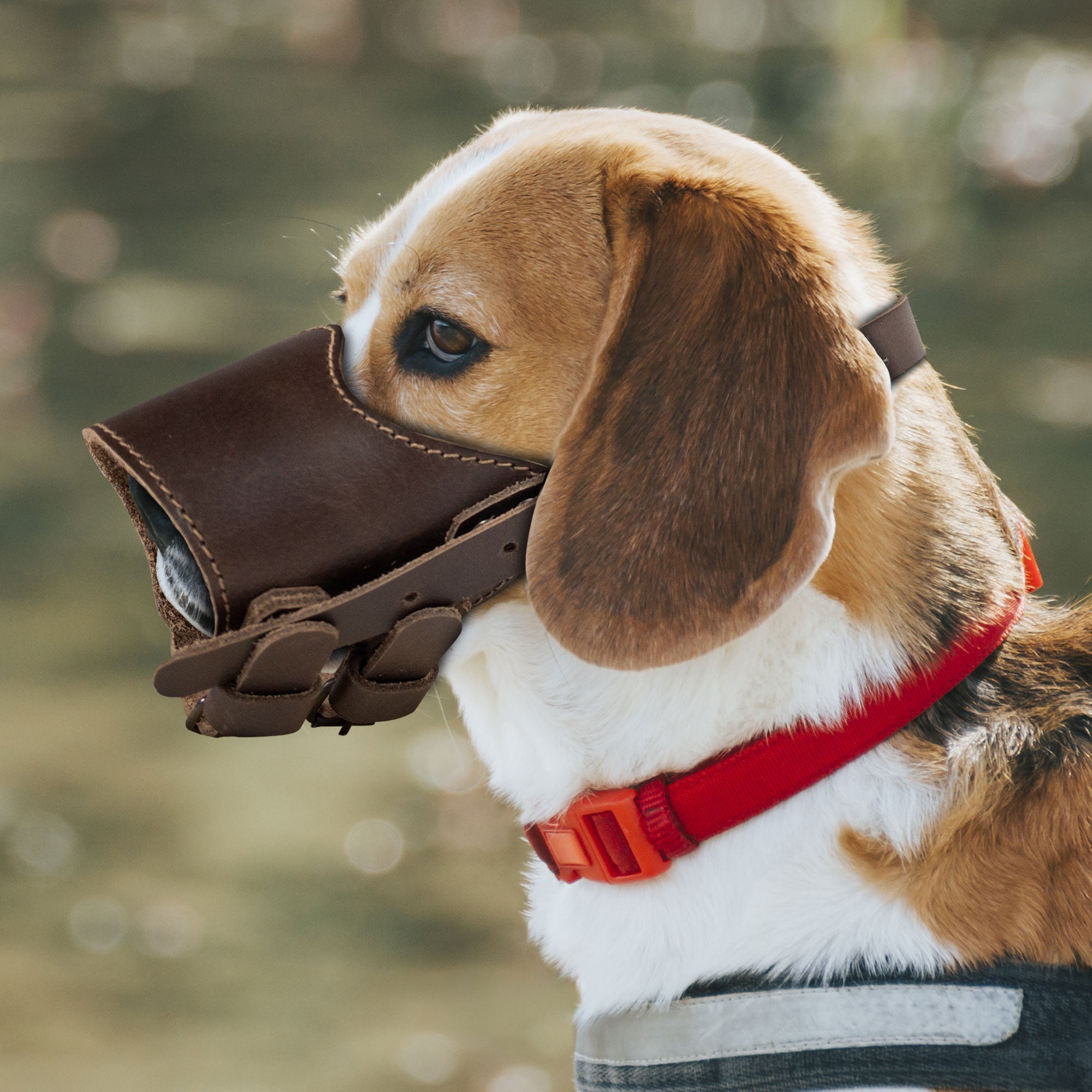 A beagle dressed in the Adjustable Dog Muzzle by Taco Dog, demonstrating its comfortable design and secure fit, perfect for training. This full grain leather muzzle is handcrafted, ensuring artisan quality from La Antigua Guatemala.
