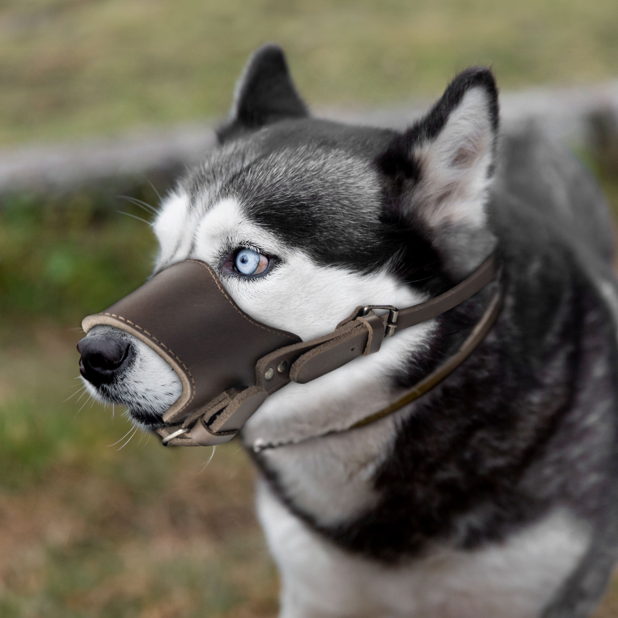 The Adjustable Dog Muzzle by Taco Dog displayed upright, detailing its high-quality leather craftsmanship. Handmade in La Antigua Guatemala, this muzzle offers essential safety and comfort for your dog during outdoor activities.