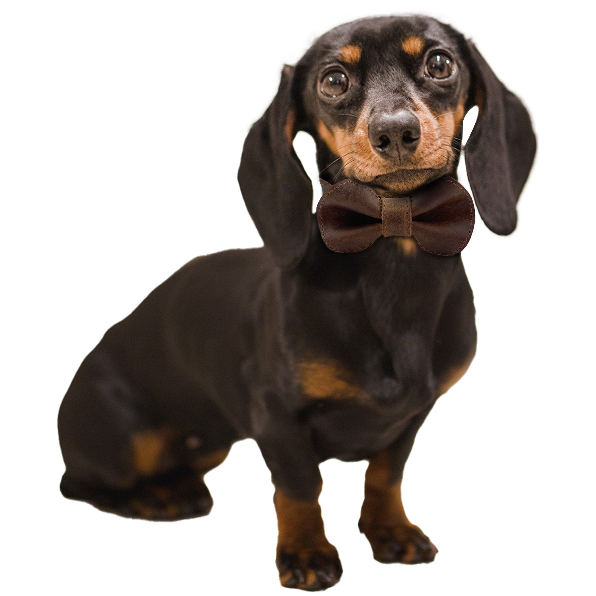 Illustration showing size recommendations for the Leather Bow Tie Collar by Taco Dog, ensuring the perfect fit for your small dog. This rustic collar constructed from full grain leather is an essential pet accessory for stylish puppies. Handmade in small batches, it reflects craftsmanship that stands out for its artisanal quality.