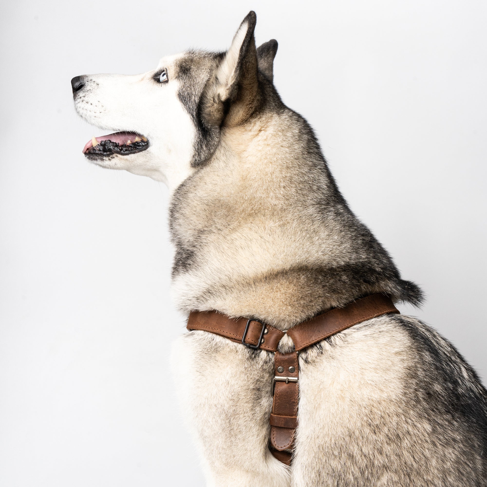 A husky wearing Hide & Drink's No Pull Dog Harness, showcasing adjustable straps and premium full grain leather. This No Pull Walking Dog Harness is ideal for pet training supplies, combining style and function through artisan, handmade craftsmanship from La Antigua Guatemala & Oaxaca Mexico.