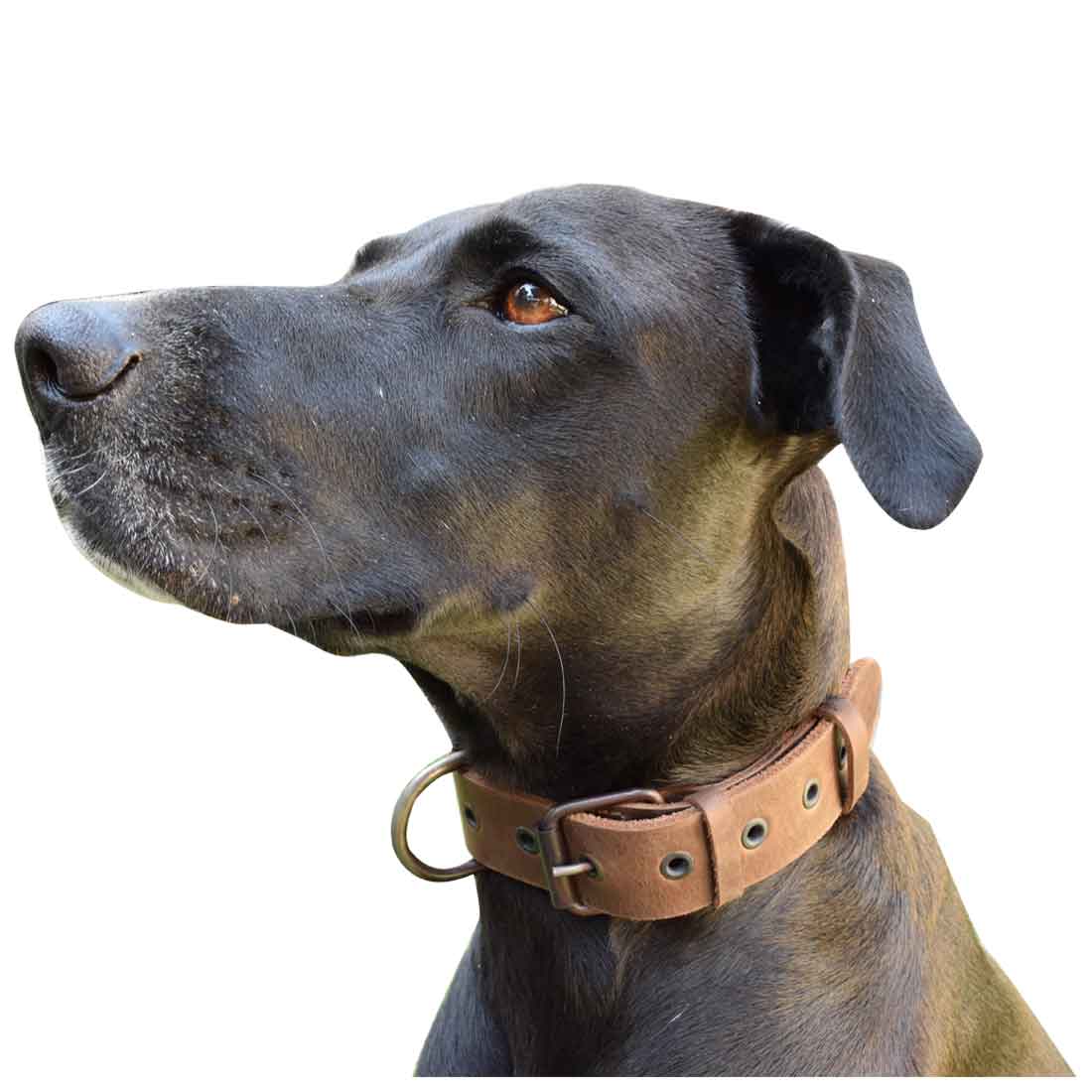 Thick Leather Dog Collar - Stockyard X 'The Leather Store'